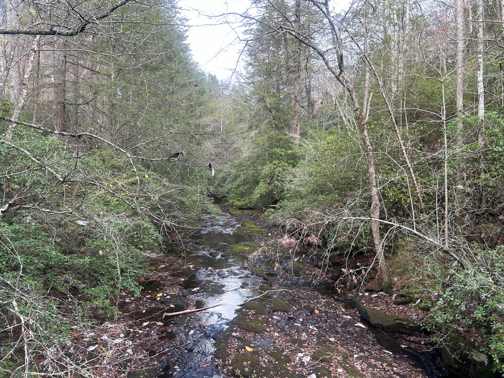 Spring Equinox Foraging Class